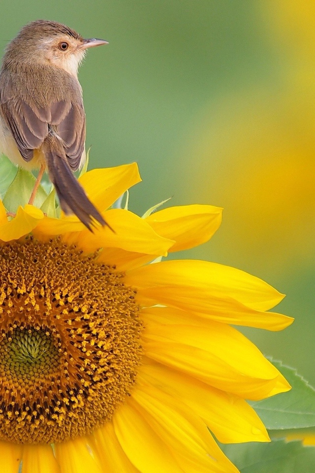 Птица сидит на подсолнухе