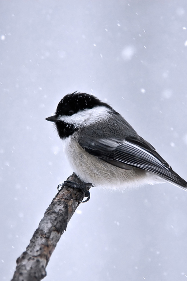 Синица сидит на ветке