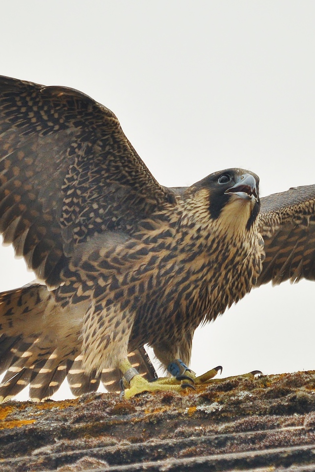 Птица расправила крылья