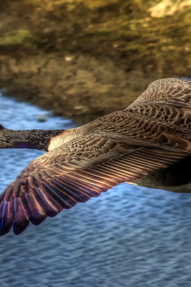 Утка в полете