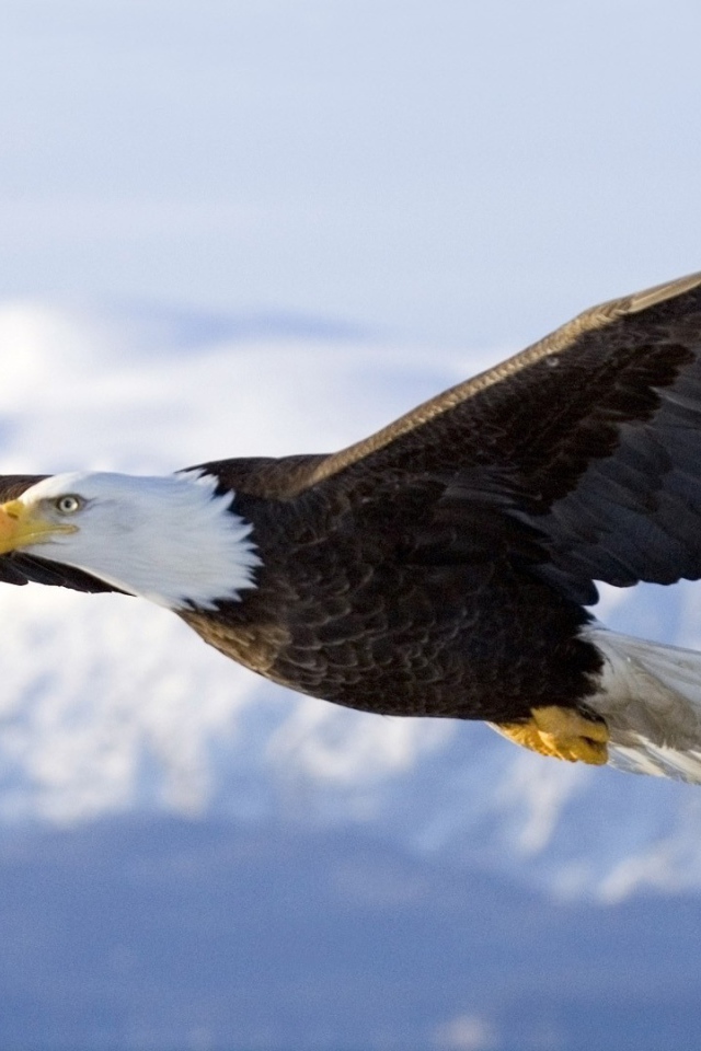 Орел парит над горами