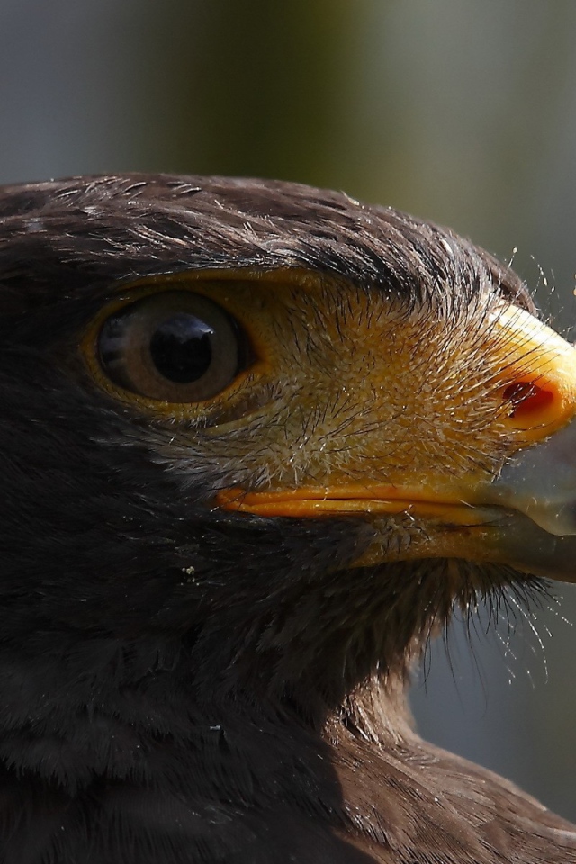 Голова орла