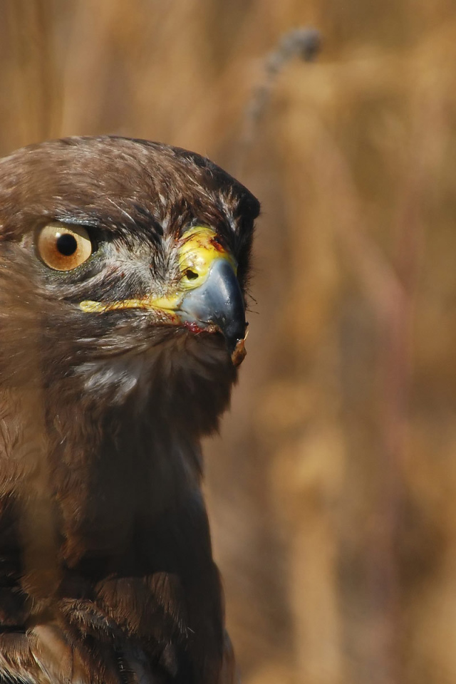 Голова орла