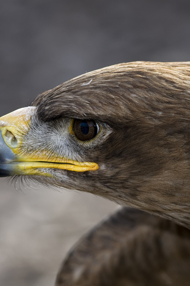 Голова орлана