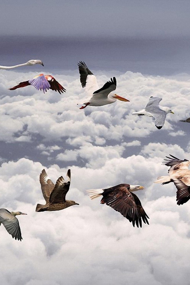 Косяк разных птиц