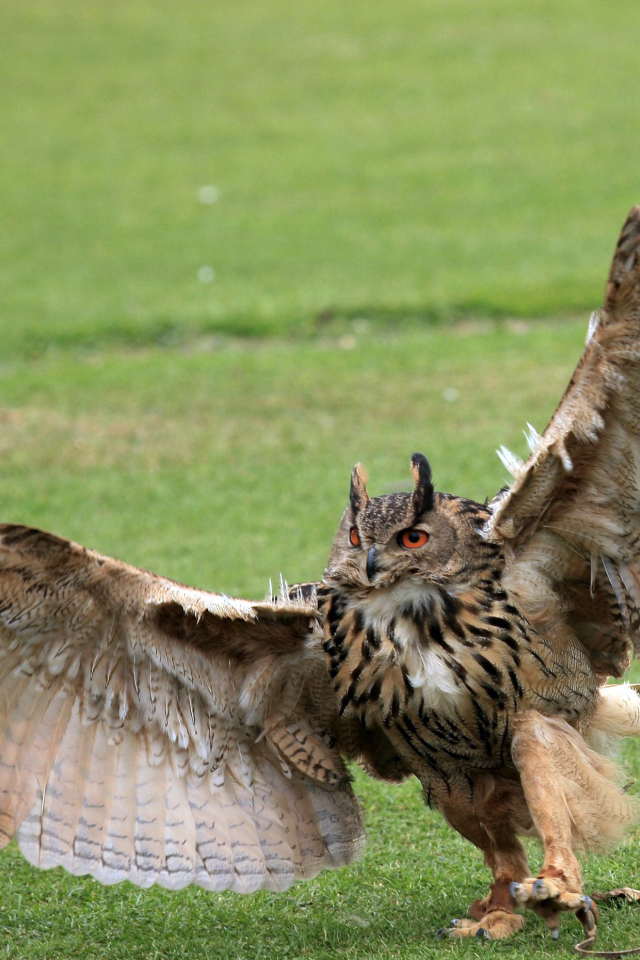 Размах крыльев у совы
