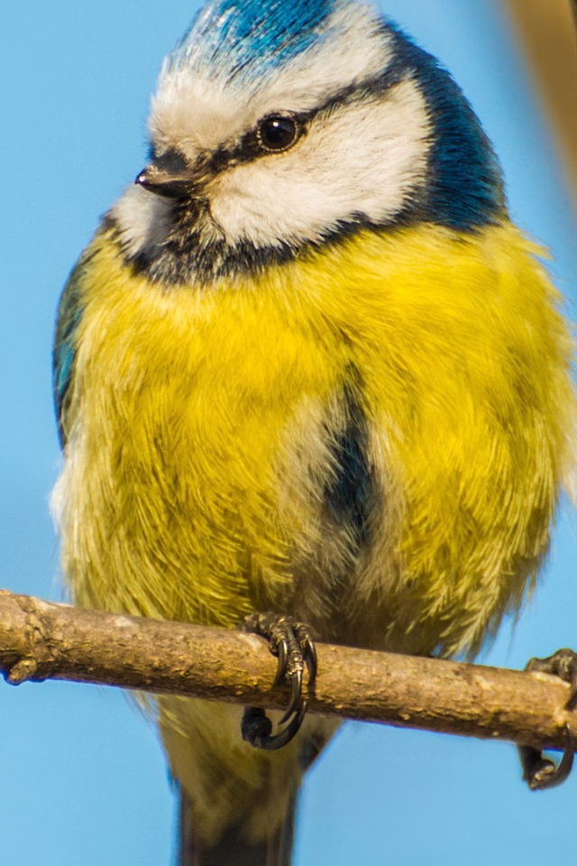 Синица сидит на ветке