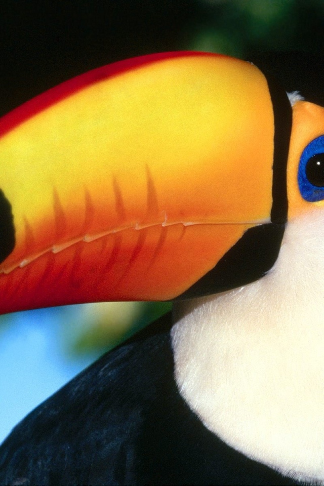 Птица тукан