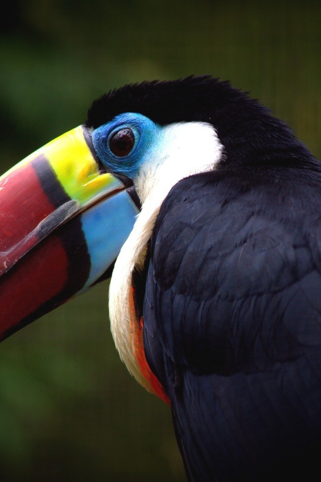 Клюв птицы тукана