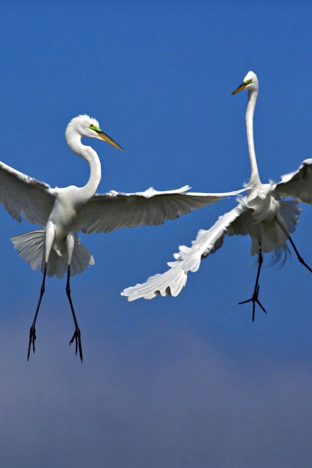 Две птицы в воздухе