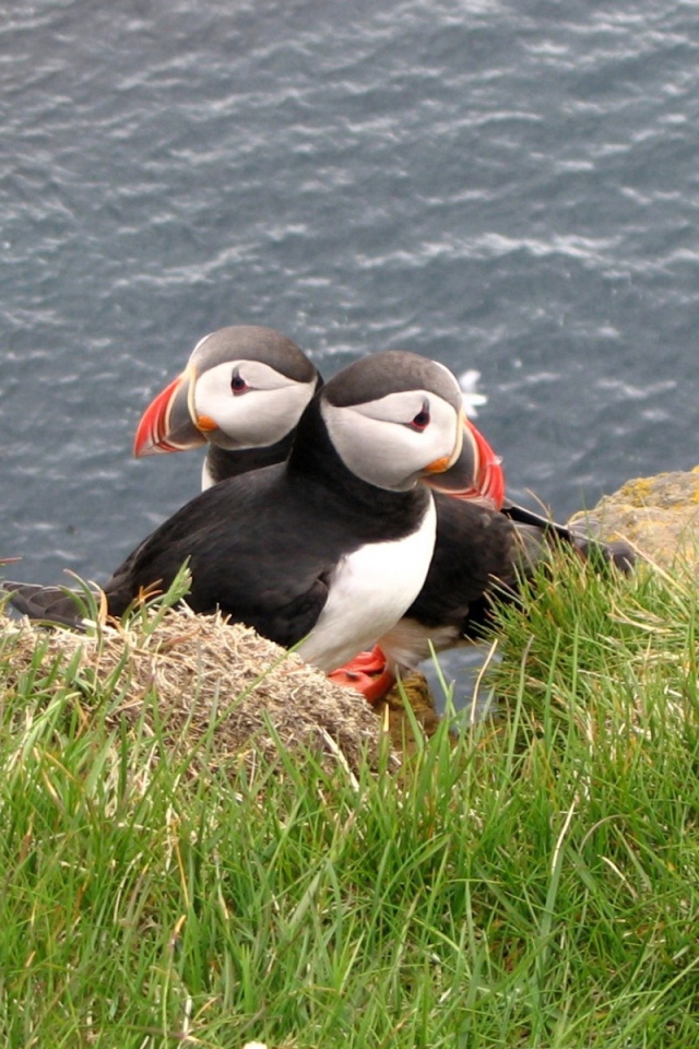 Две птицы в траве