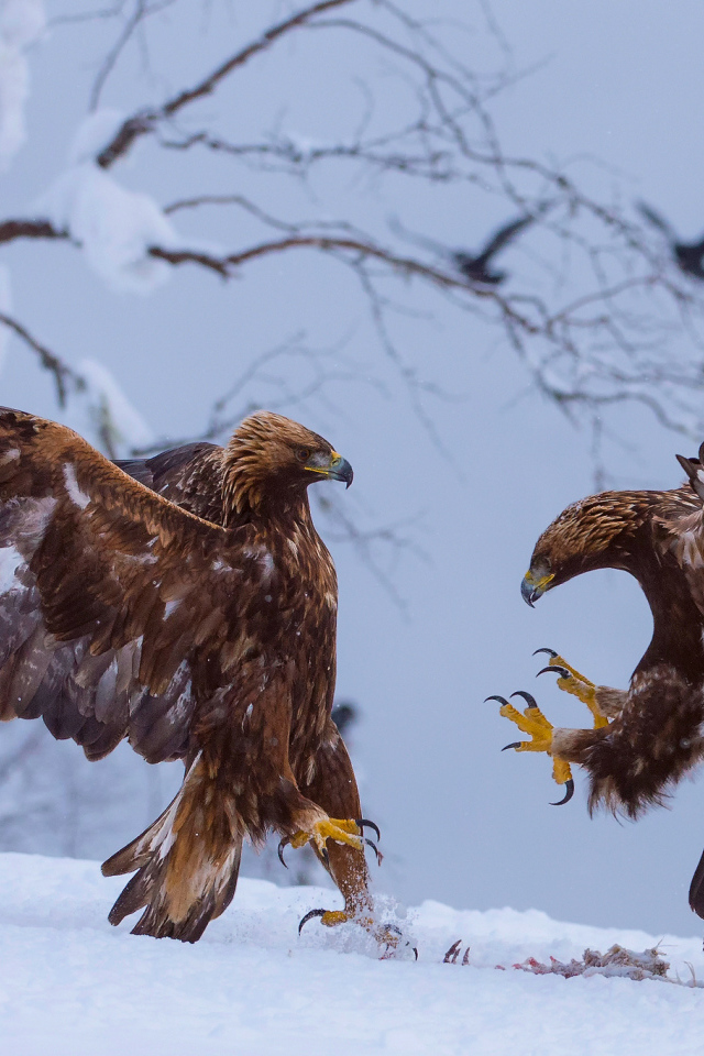 Две птицы зимой