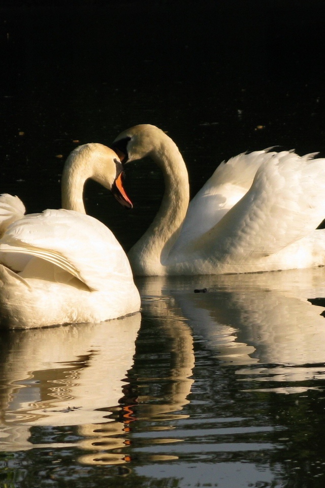 Два лебедя на воде