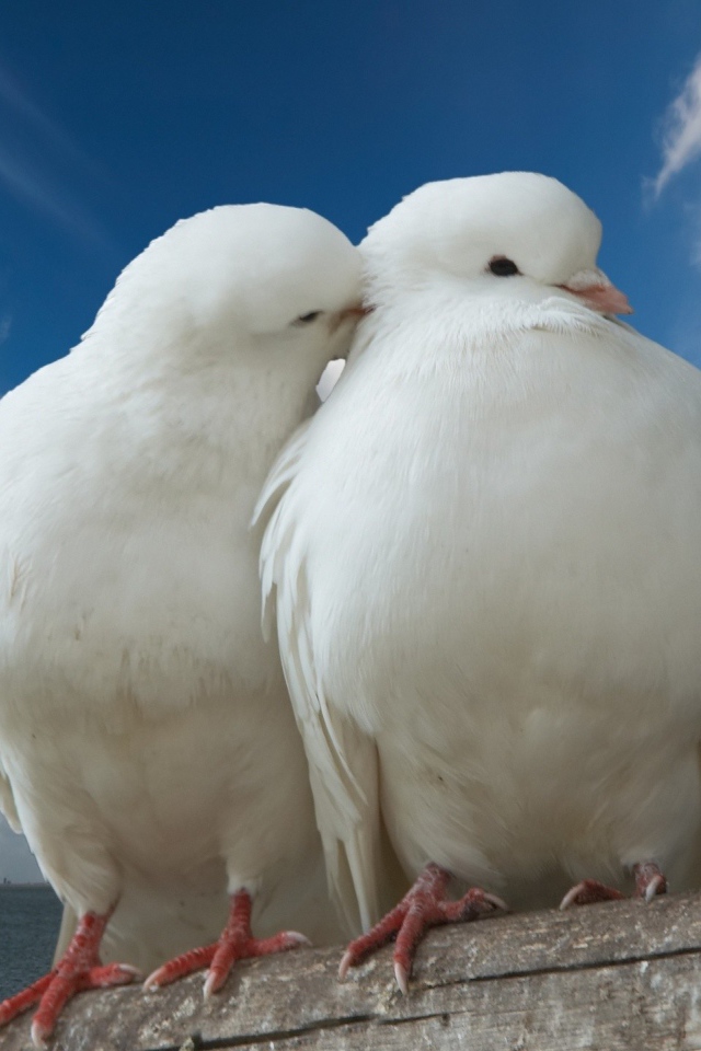 Два белых голубя