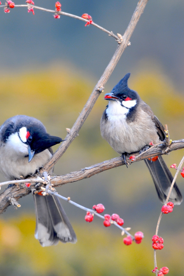 Необычные птицы на дереве