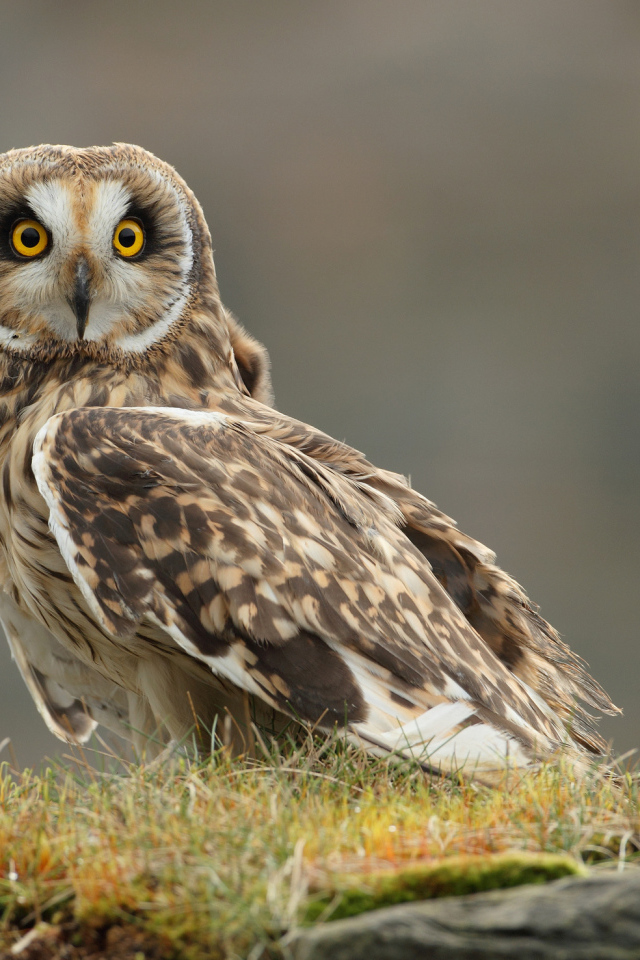 Настороженная сова на траве