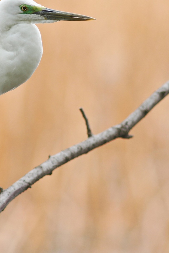 Белая птица