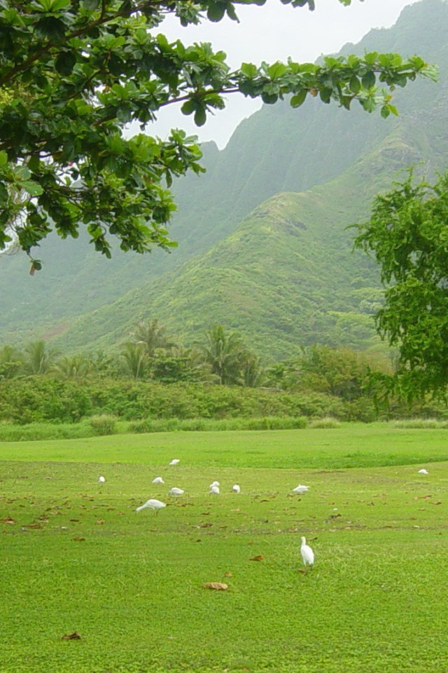 Белые птицы под деревьями