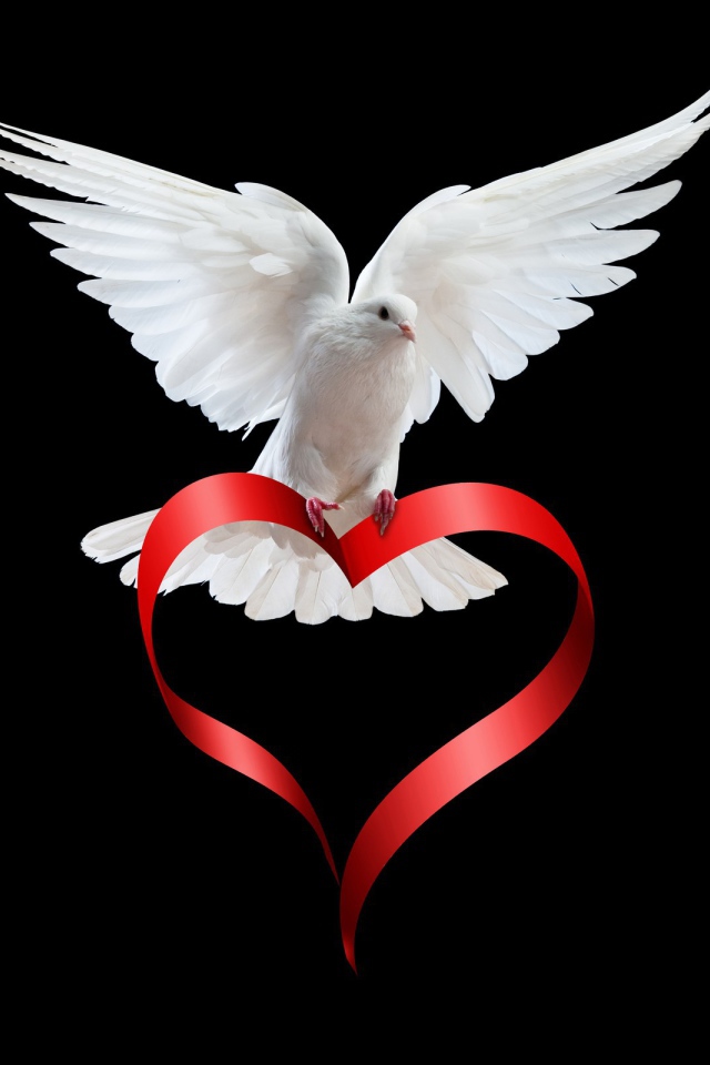 Белый голубь с сердечком