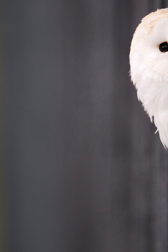 Красивая белая сова