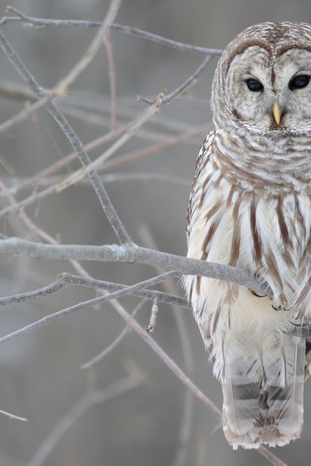 Белая сова на дереве