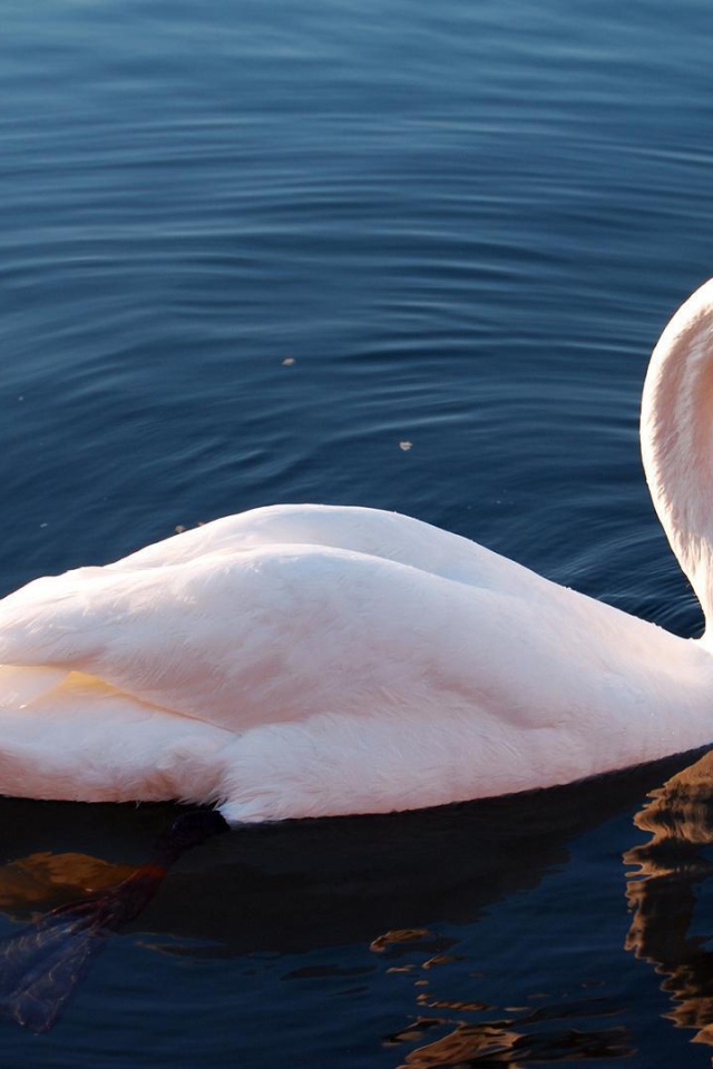 Белый лебедь на озере