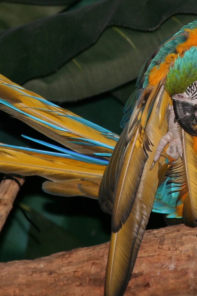 Желто синий попугай