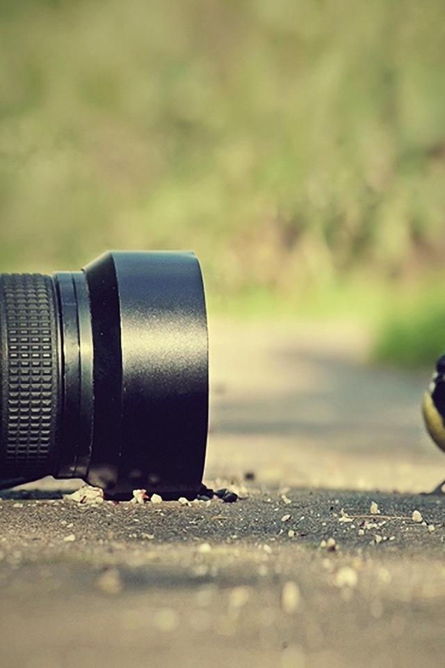 Птицы позируют перед фотокамерой