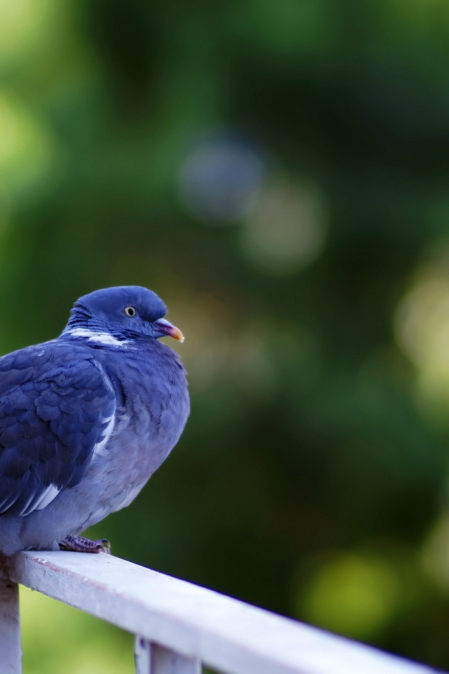 Сизый голубь