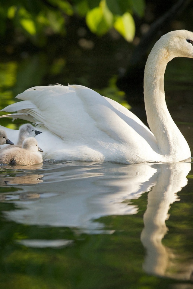 Лебедь со своими детями