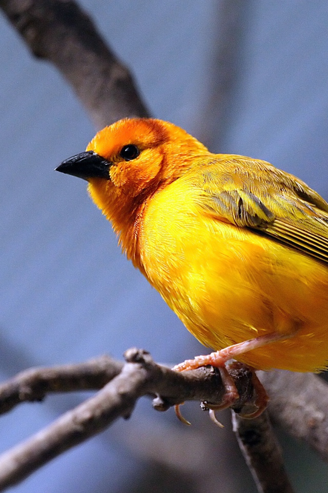 Желтая птица на ветке