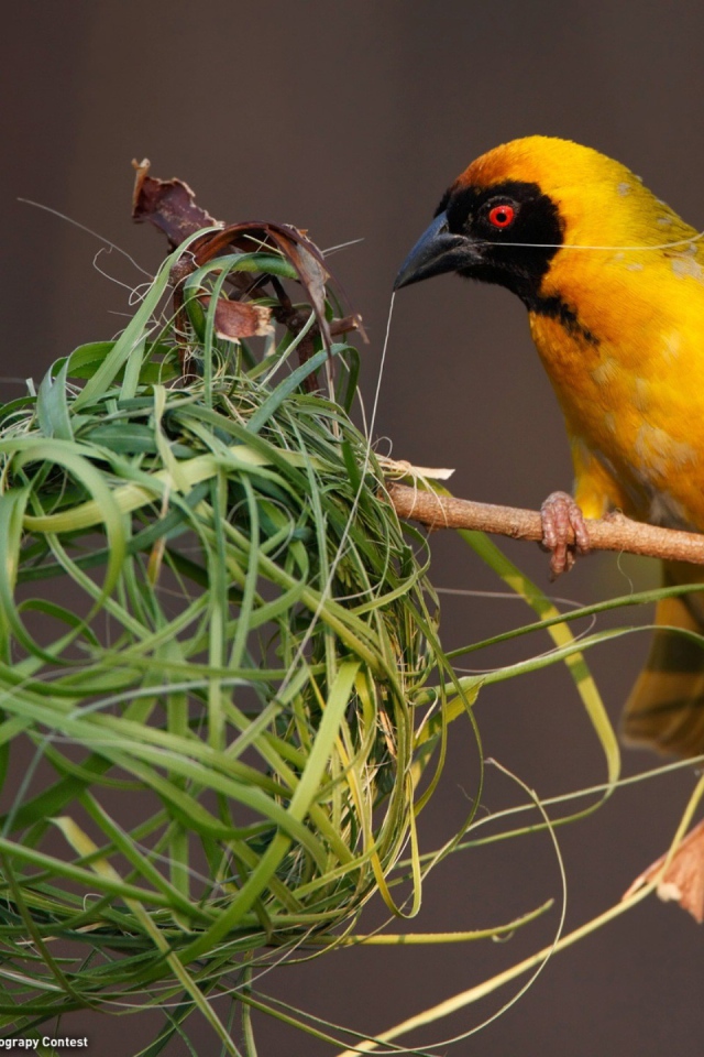Птица делает гнездо
