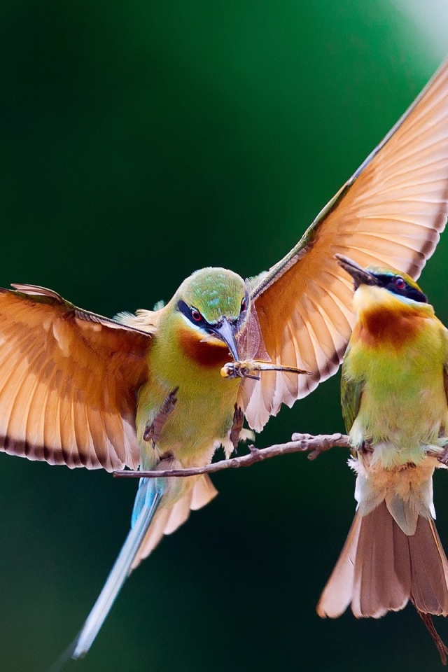 Птица кормит птенца