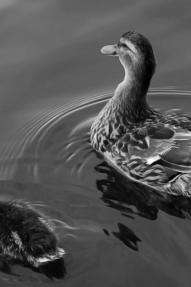 Утка с утенком