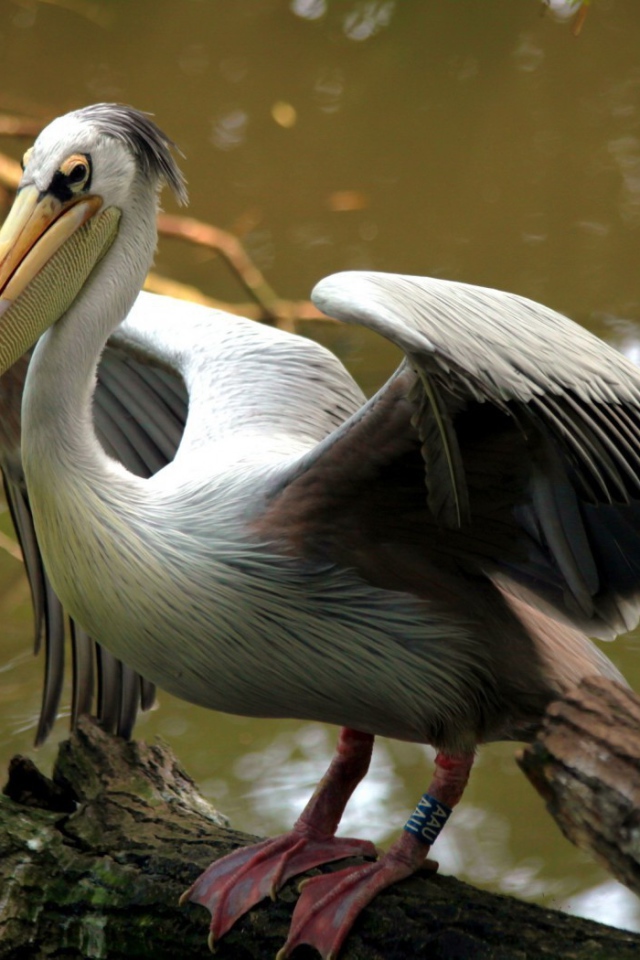 Пеликан на бревне