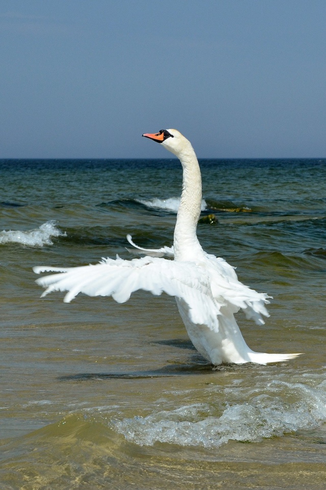 	  Swan on the sea