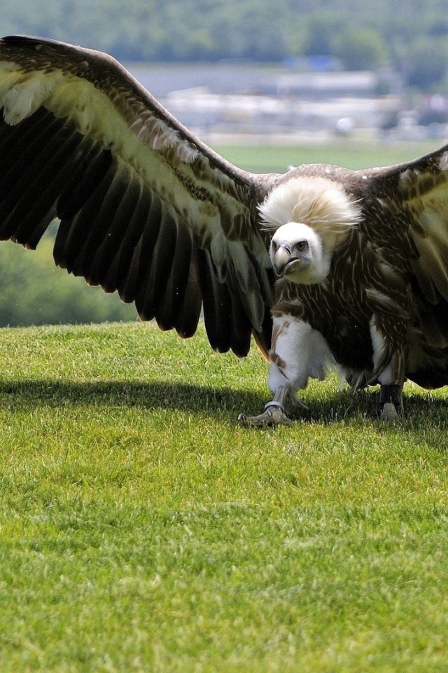 Размах крыльев орла