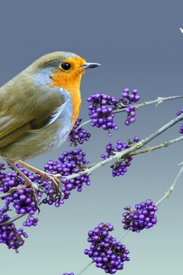 Птица на ветке с ягодами