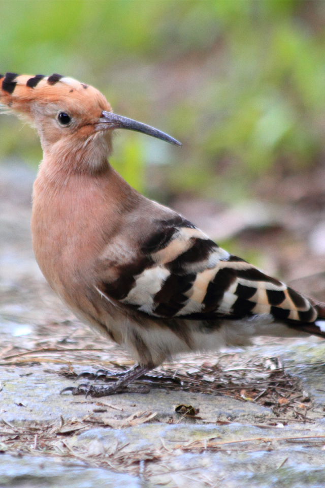 Птица с хохолком