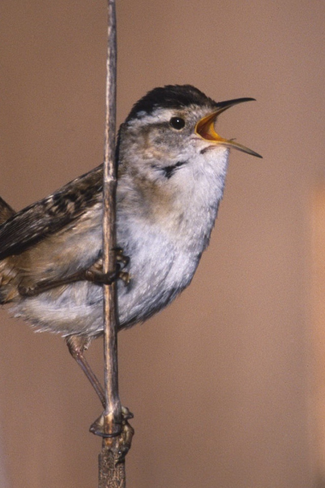 Певчая птица