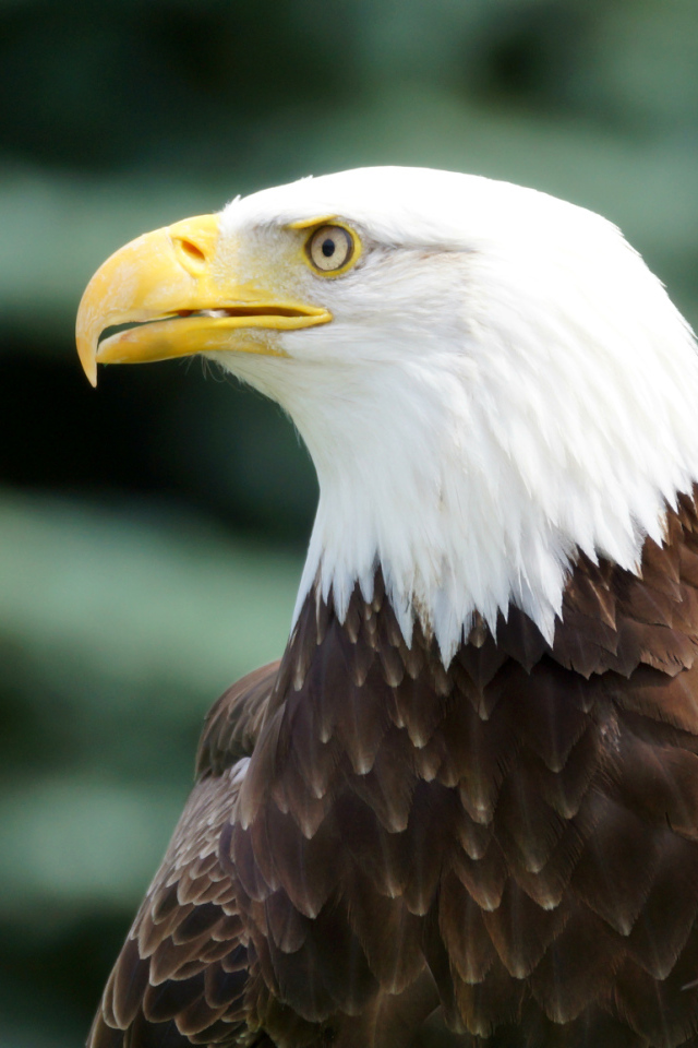 Белоголовый орлан