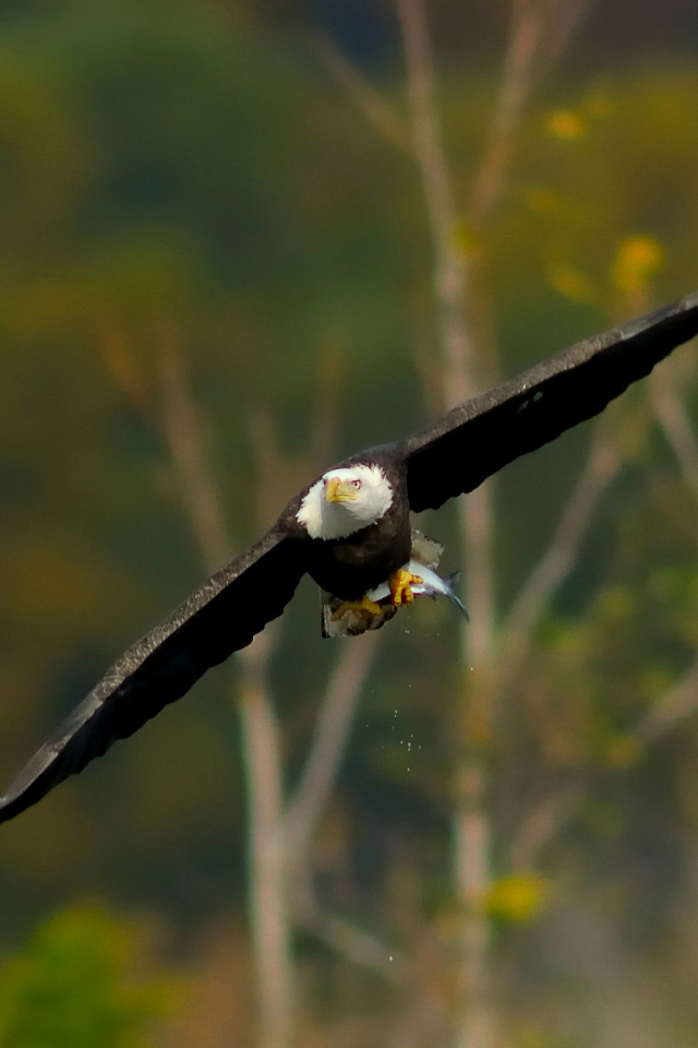 Белоголовый орел