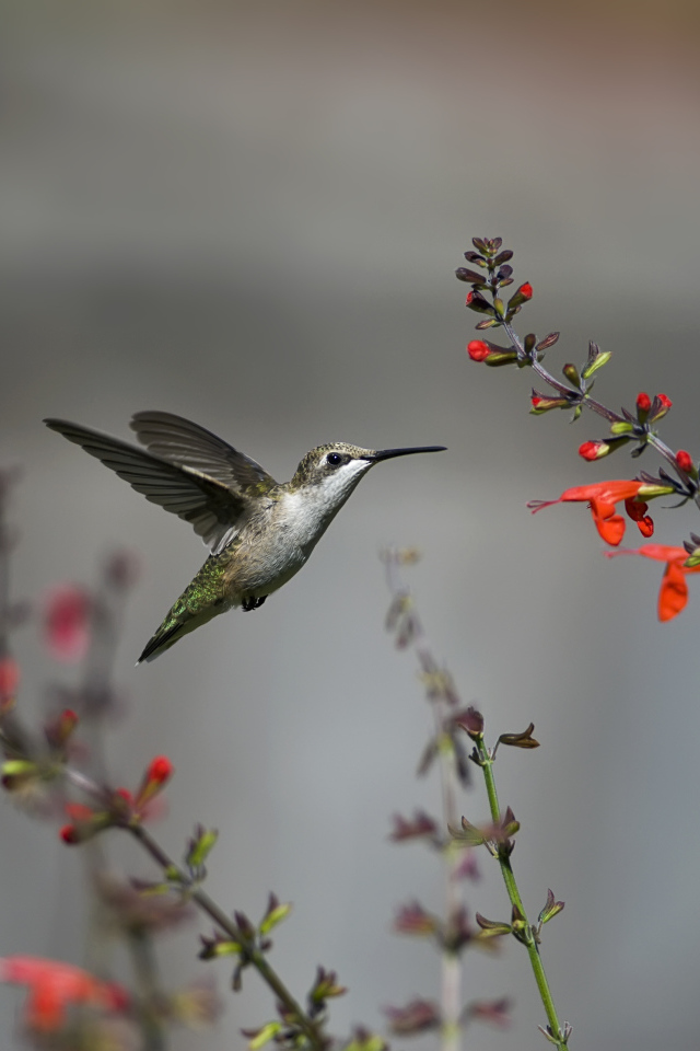Птица колибри у цветка
