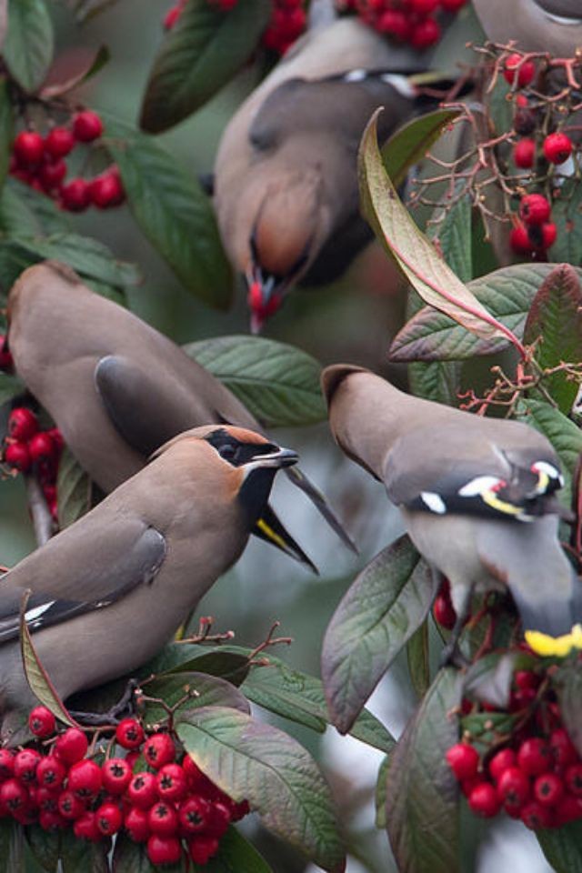 Птицы едят ягоды