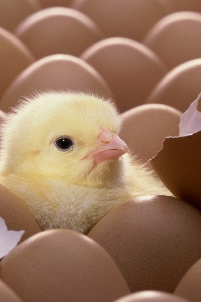 Цыпленок вылупился из яйца