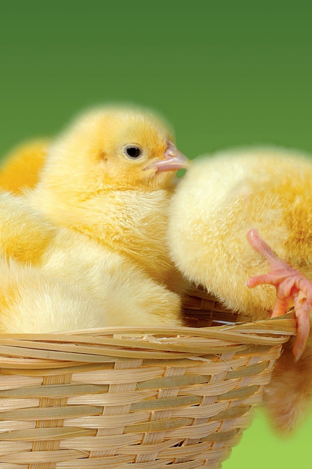 Цыплята в корзине