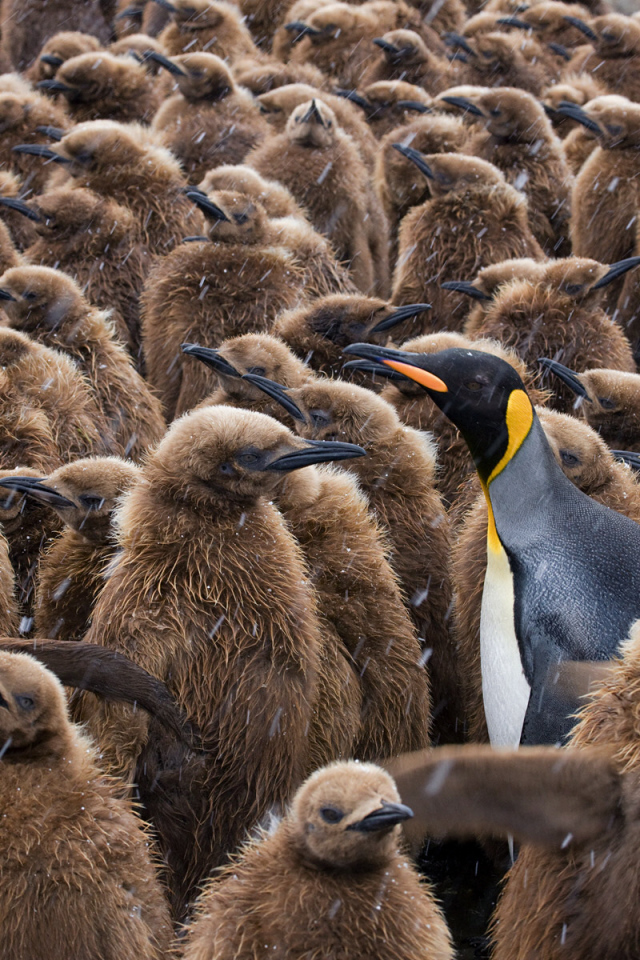 Птенцы пингвинов