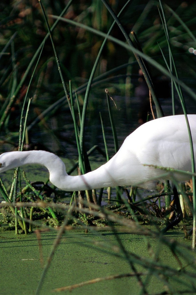 Журавль в болоте