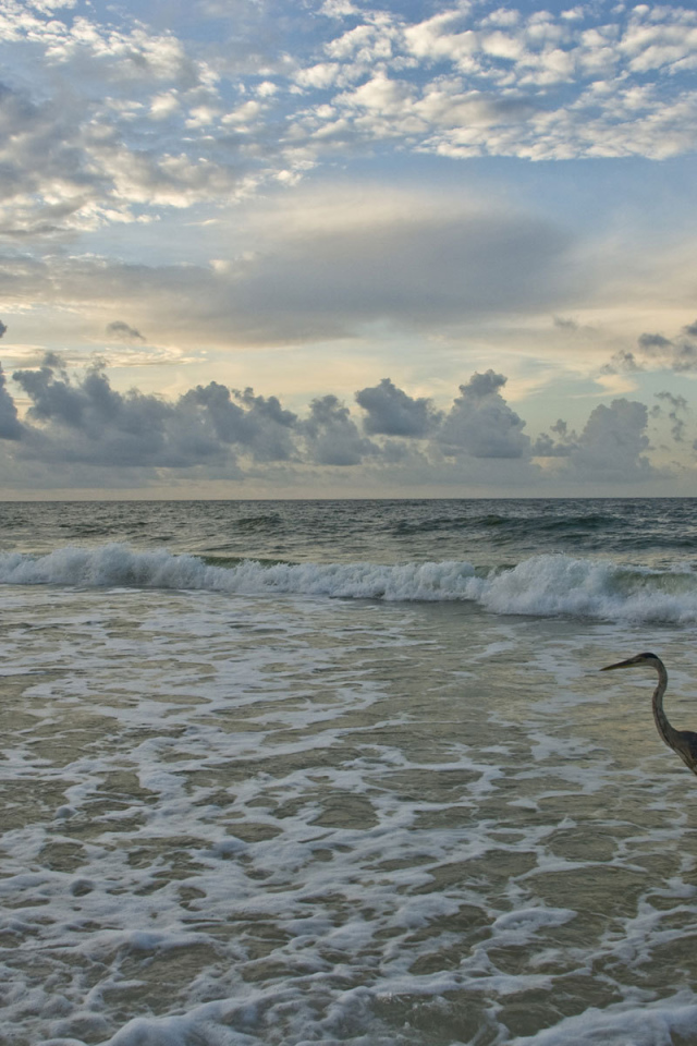 Журавль шагает по морю