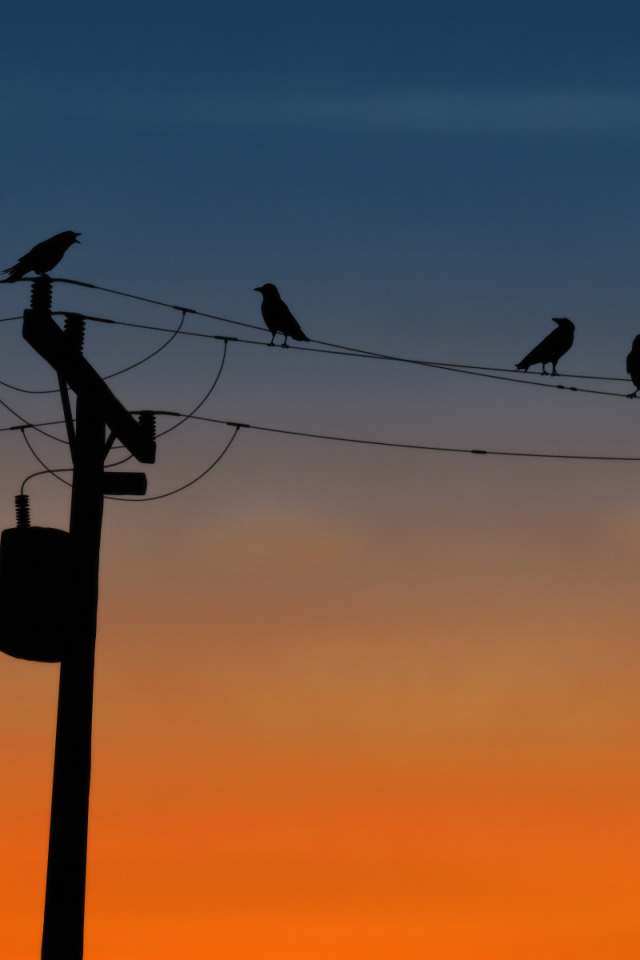 Вороны на проводах